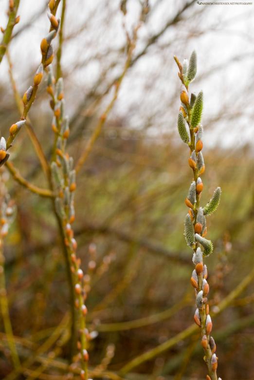 Free stock image of A Fading Winter created by andrew christensen