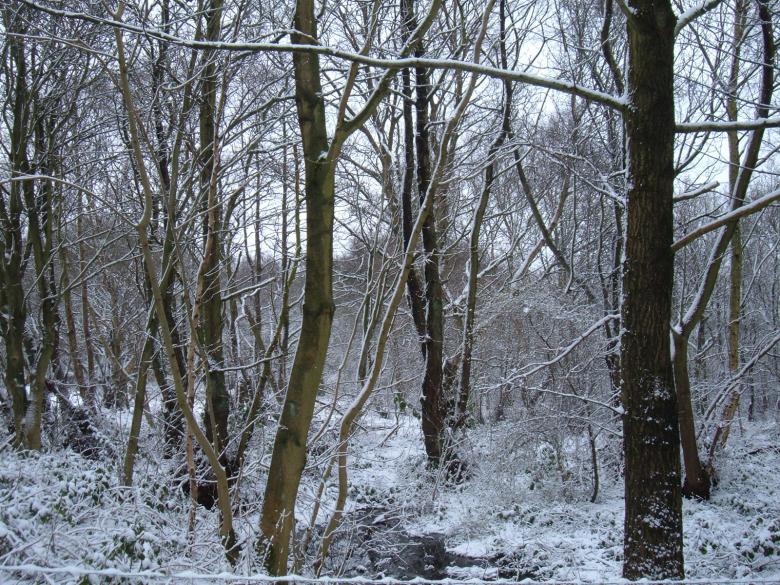 Free stock image of Snow in the trees created by elli garnett