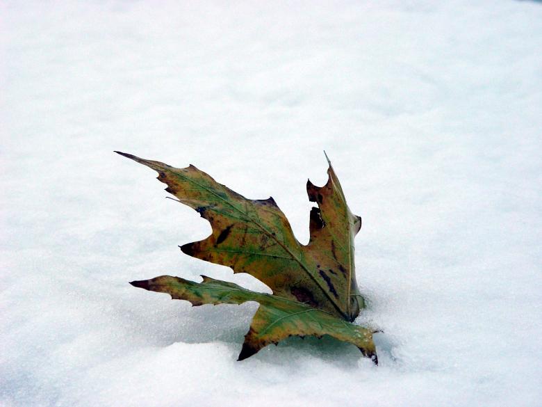 Free stock image of Leaf in snow created by sue steinberg