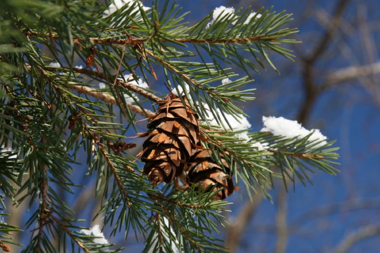 Free stock image of Pinecones created by diane andre