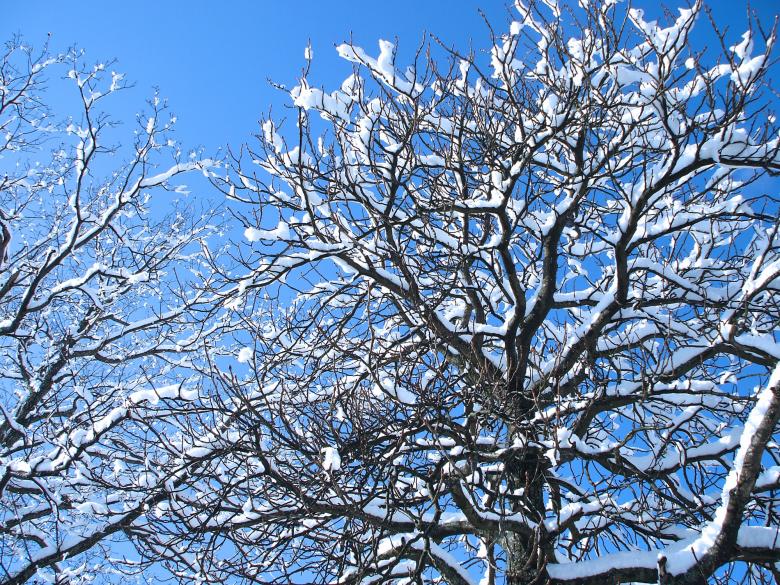Free stock image of Snow covered branches created by federico corsini