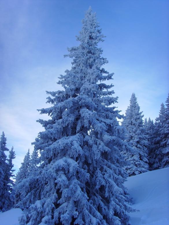 Free stock image of Fir created by max