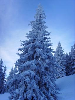 Fir - Free Stock Photo