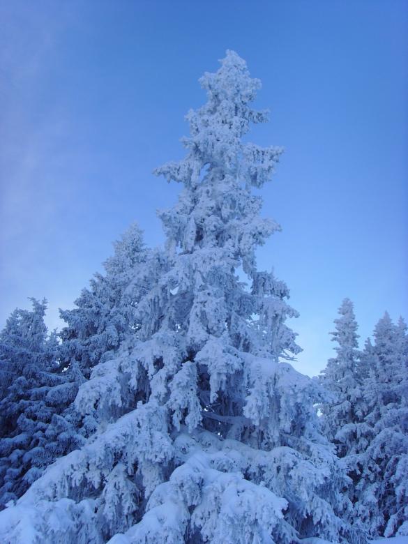 Free stock image of Fir2 created by max