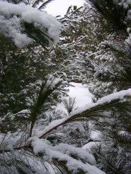 Winter Wonderland - Free Stock Photo
