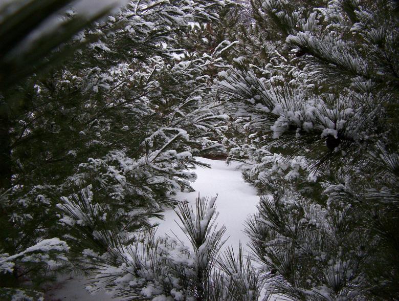 Free stock image of Winter wonderland 2 created by anthony essmaker