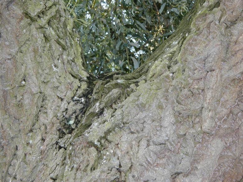 Free stock image of Green and Gray Bark texture created by Bjorgvin