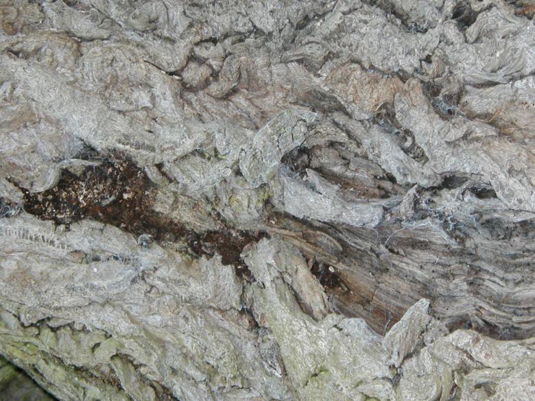 Free stock image of Dry Bark Texture created by Bjorgvin