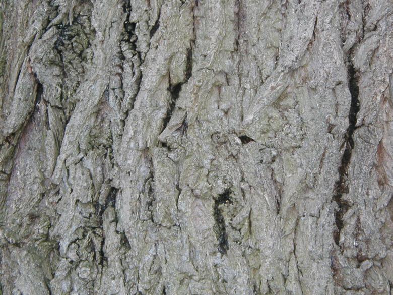 Free stock image of Grayish Bark Texture created by Bjorgvin