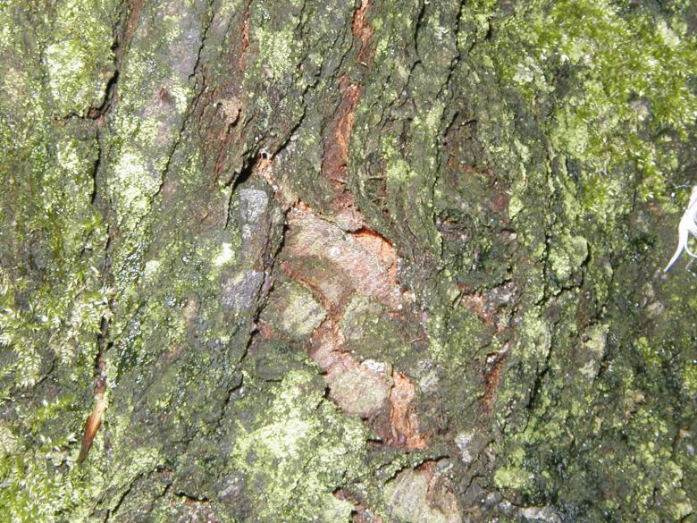 Free stock image of Green Bark Texture created by Bjorgvin