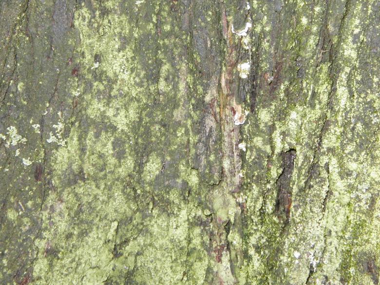 Free stock image of Organic Bark Texture created by Bjorgvin