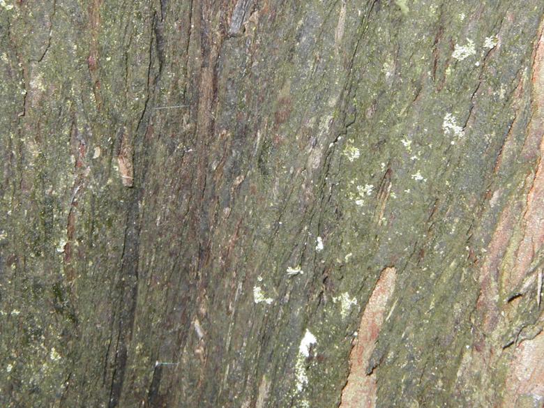 Free stock image of Tree bark texture created by Bjorgvin