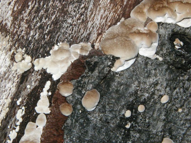 Free stock image of Tree Bark & Fungus Texture created by Bjorgvin