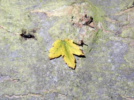 Free Stock Photo of Leaf on Wood Surface