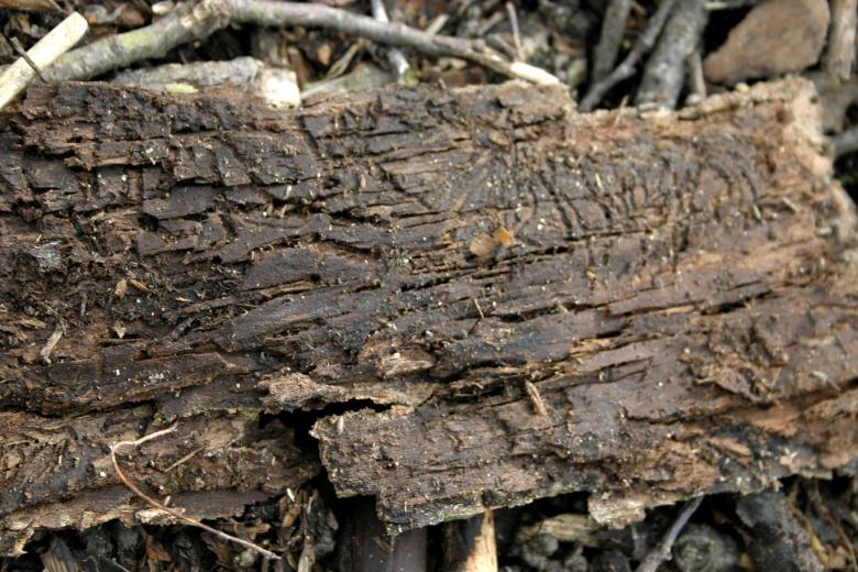 Free stock image of Rotten Tree Texture created by Bjorgvin