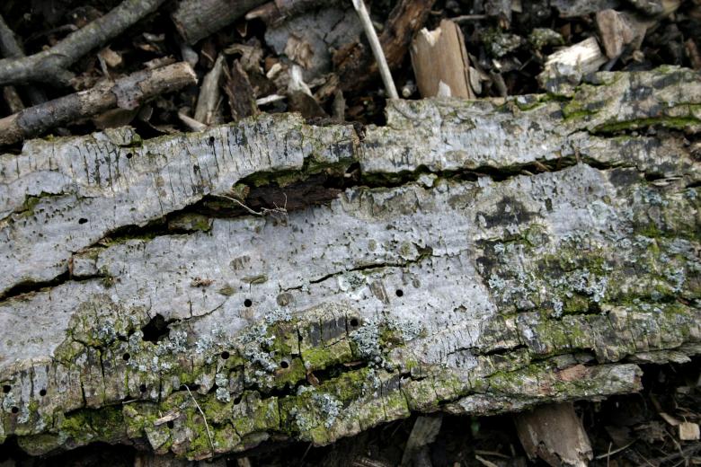 Free stock image of Dead Wood Texture created by Bjorgvin