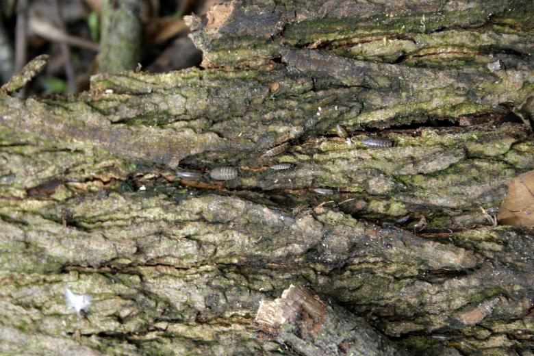 Free stock image of Old Tree Bark Texture created by Bjorgvin