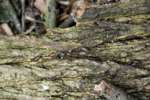 Free Stock Photo of Old Green Tree Bark Texture