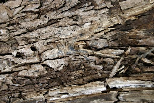 Free Stock Photo of Cracked bark