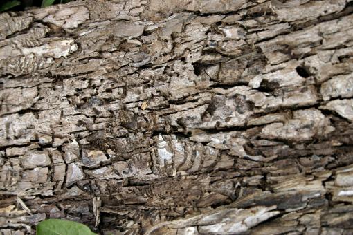 Free Stock Photo of Bark