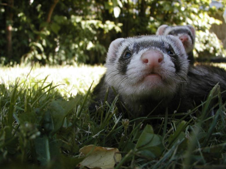 Free stock image of Weasels in Grass created by Bjorgvin