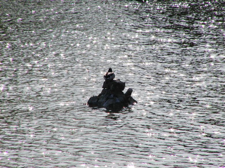Free stock image of Duck on the water created by sn4tch