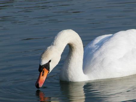 Swan - Free Stock Photo