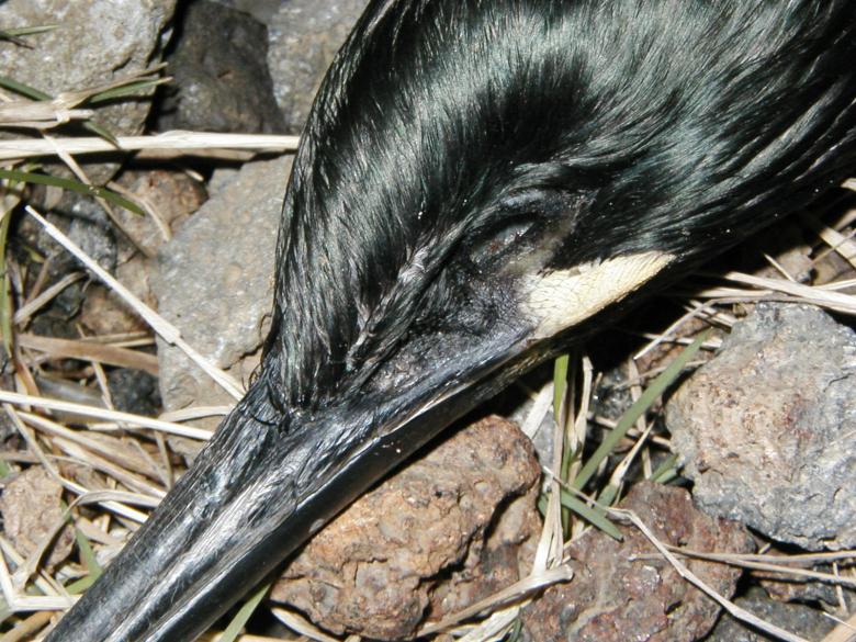 Free stock image of Dead bird closeup created by Bjorgvin