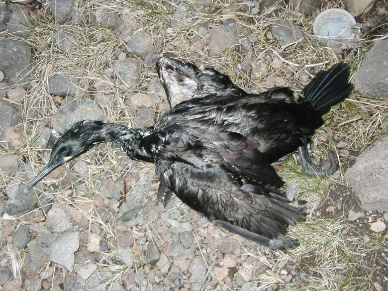 Free stock image of Dead Bird created by Bjorgvin