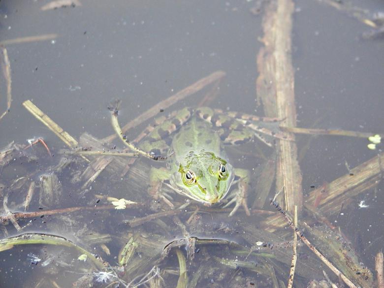 Free stock image of Frog in a pond created by sn4tch