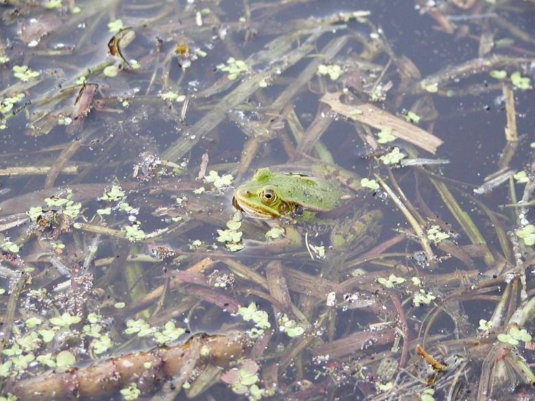 Free stock image of Frog in a pond created by sn4tch