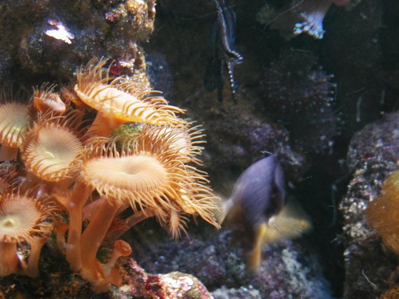 Free stock image of Aquarium Plants and Blurry Fish created by Bjorgvin