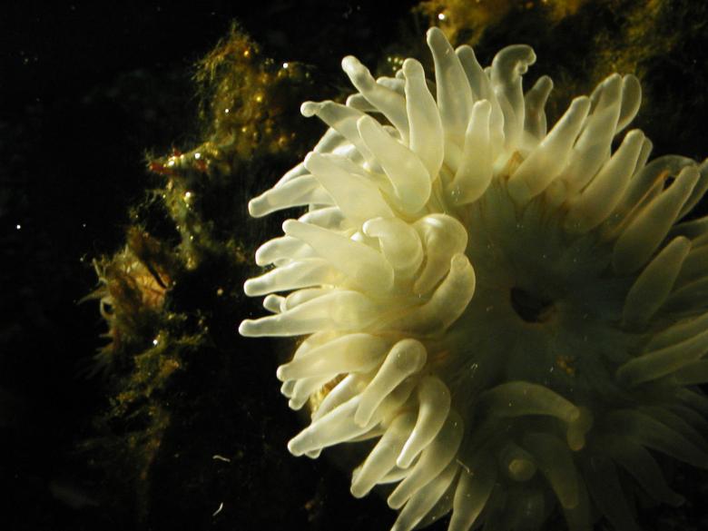Free stock image of Aquarium Life created by Bjorgvin