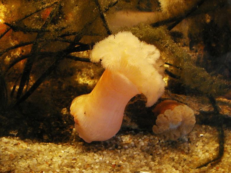 Free stock image of Aquarium Sea Life created by Bjorgvin