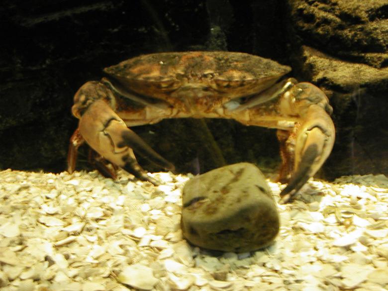 Free stock image of Crab in Aquarium created by Bjorgvin