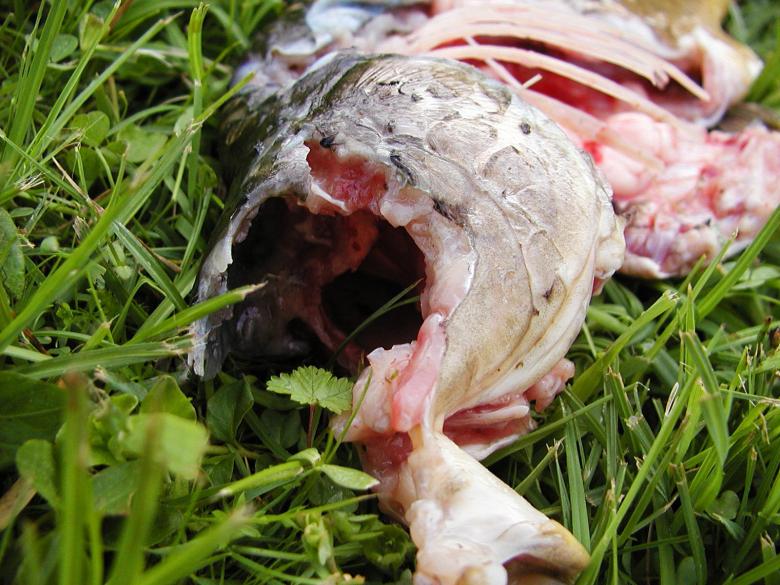 Free stock image of Dead fish created by sn4tch