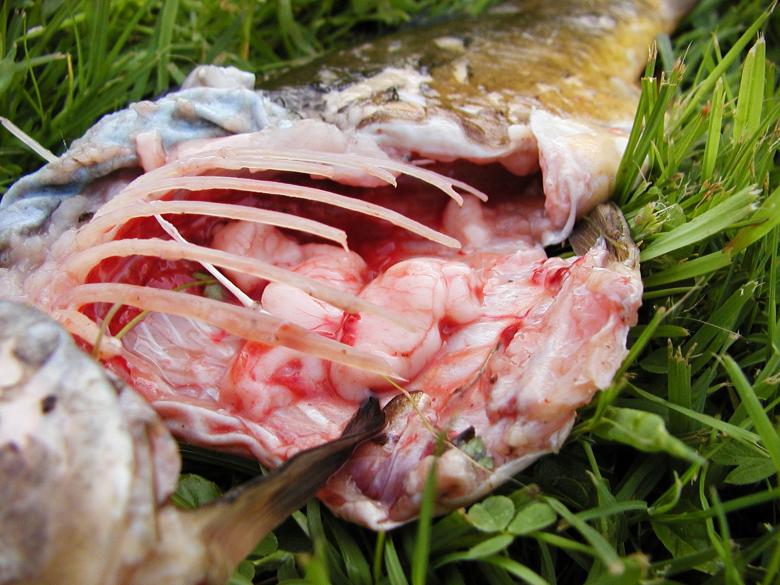 Free stock image of Dead fish created by sn4tch