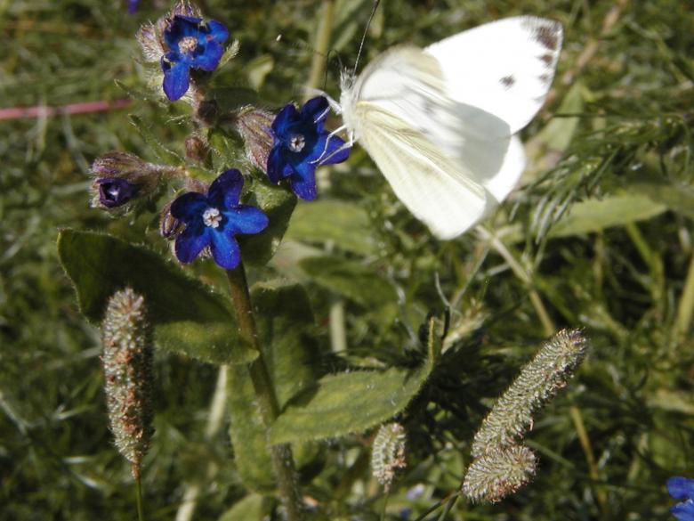 Free stock image of White butterfly created by Bjorgvin
