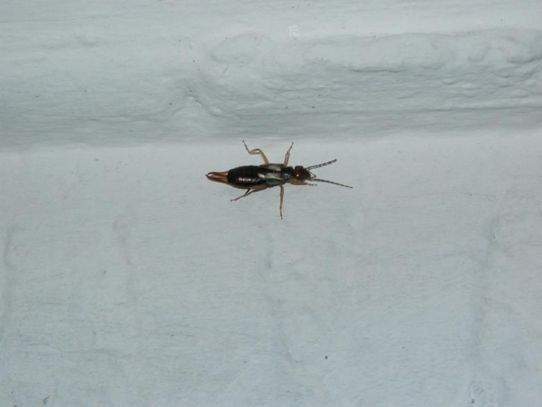 Free stock image of Bug on the wall created by Bjorgvin