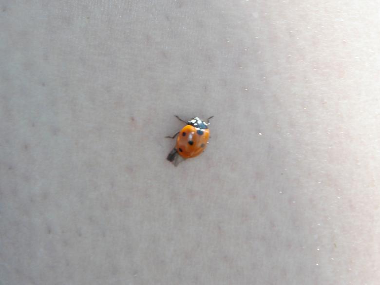 Free stock image of Lady bug created by Bjorgvin