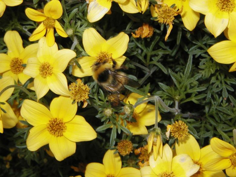 Free stock image of Bumblebee created by Bjorgvin