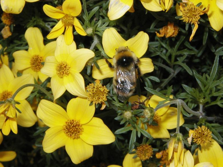 Free stock image of Bumblebee and Yellow Flowers. created by Bjorgvin