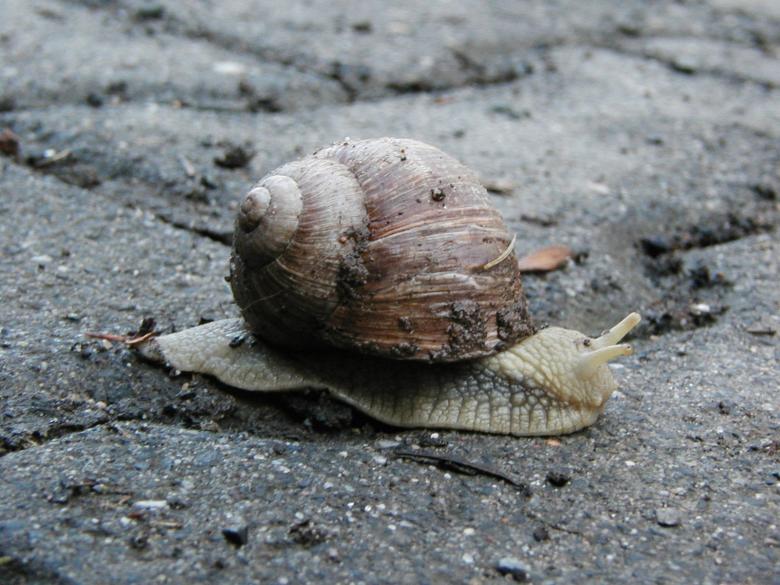 Free stock image of Snail on the Move created by Bjorgvin