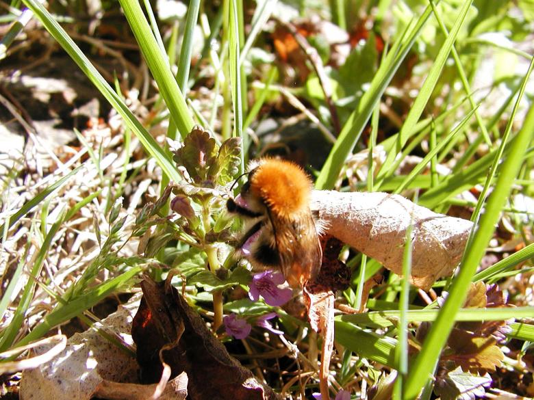 Free stock image of Bumblebee created by sn4tch