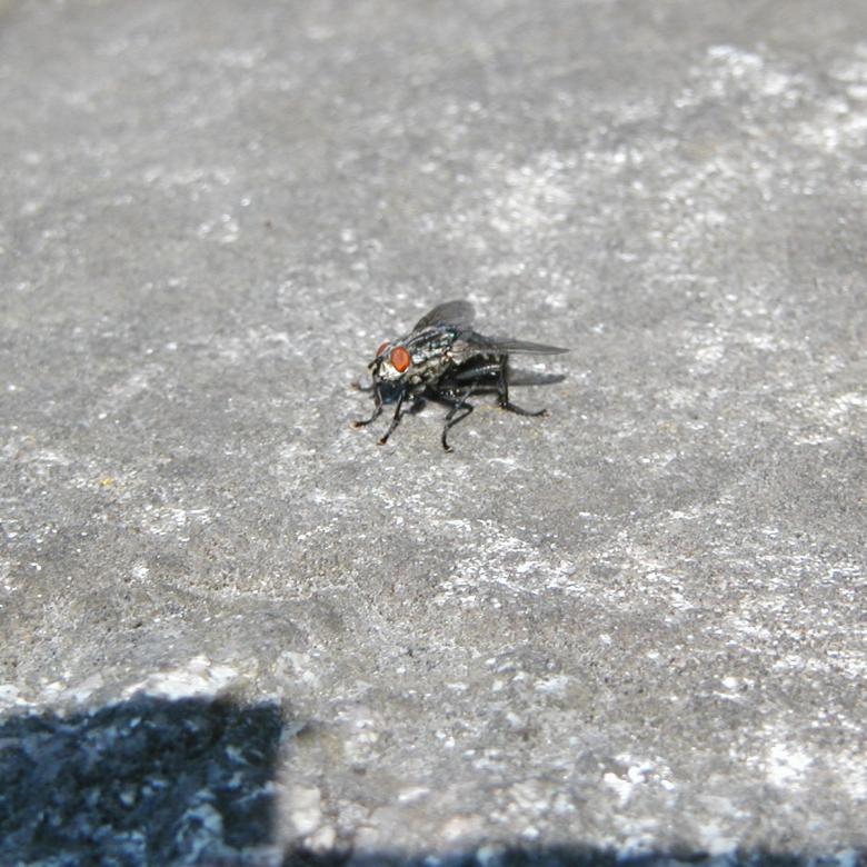 Free stock image of House Fly created by Bjorgvin