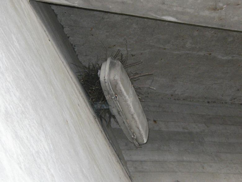 Free stock image of Nest on a light created by Bjorgvin