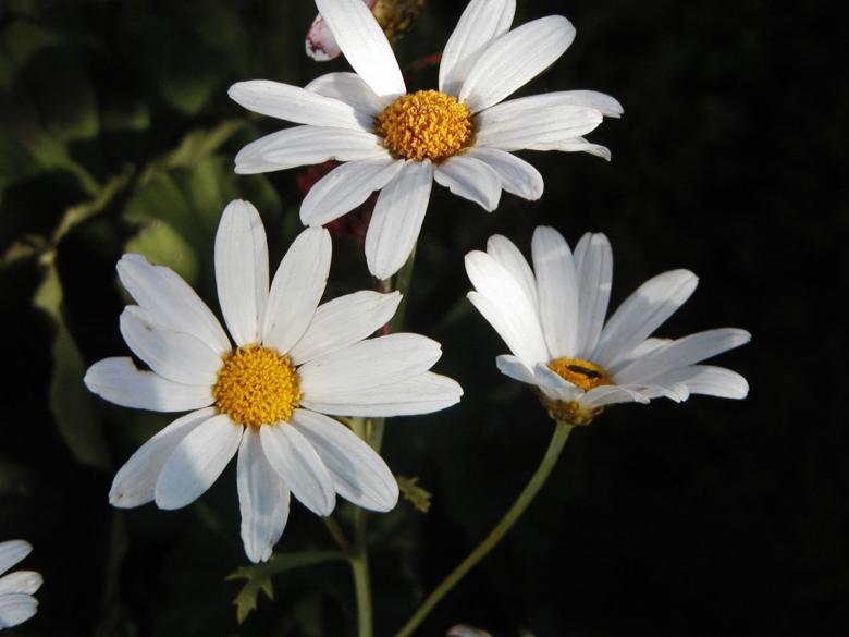 Free stock image of White flowers created by Bjorgvin