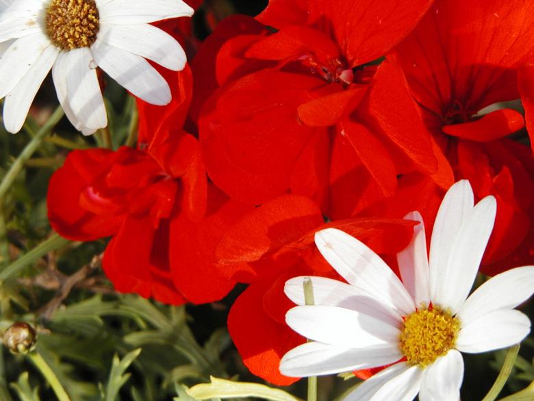 Free stock image of Red and white flowers created by Bjorgvin