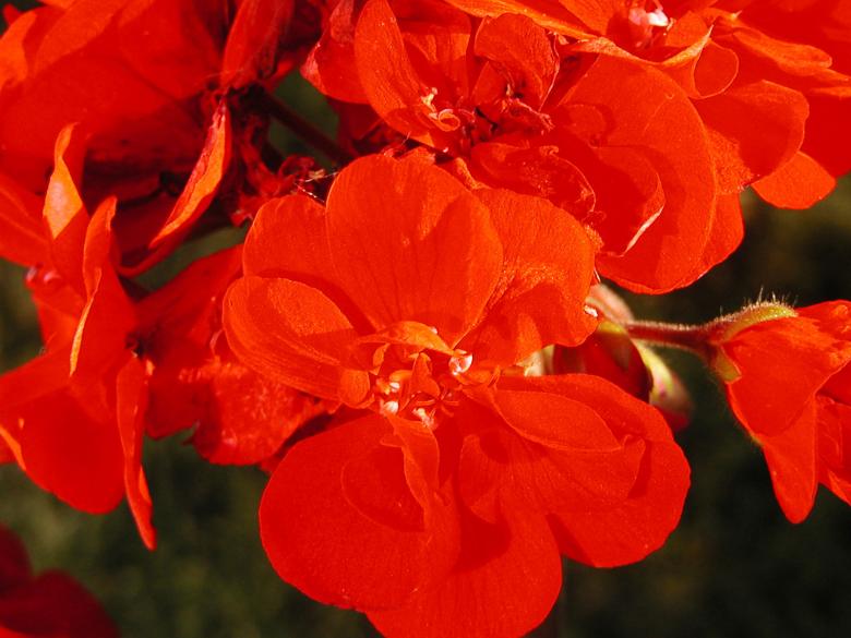 Free stock image of Red flower created by Bjorgvin