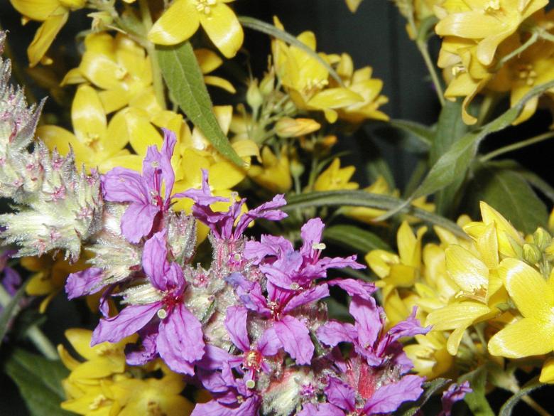 Free stock image of Purple and yellow flowers created by Bjorgvin